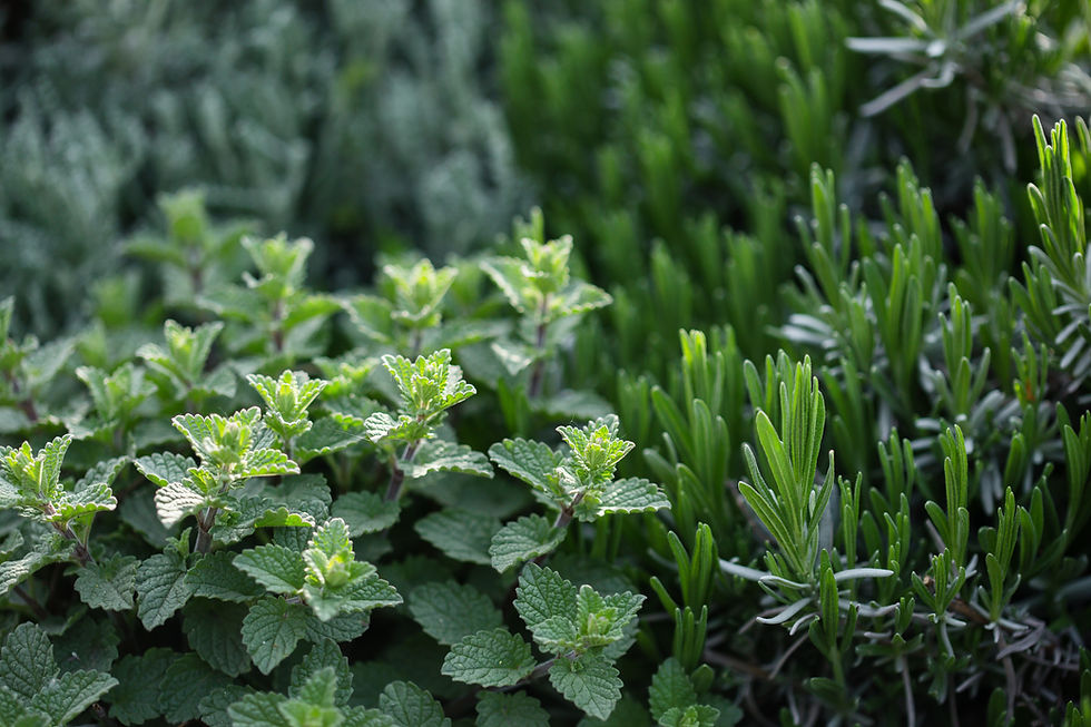 Herb Plants